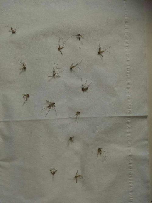 爆料大蚊子的视频大全播放,惊悚瞬间直击眼球  第2张